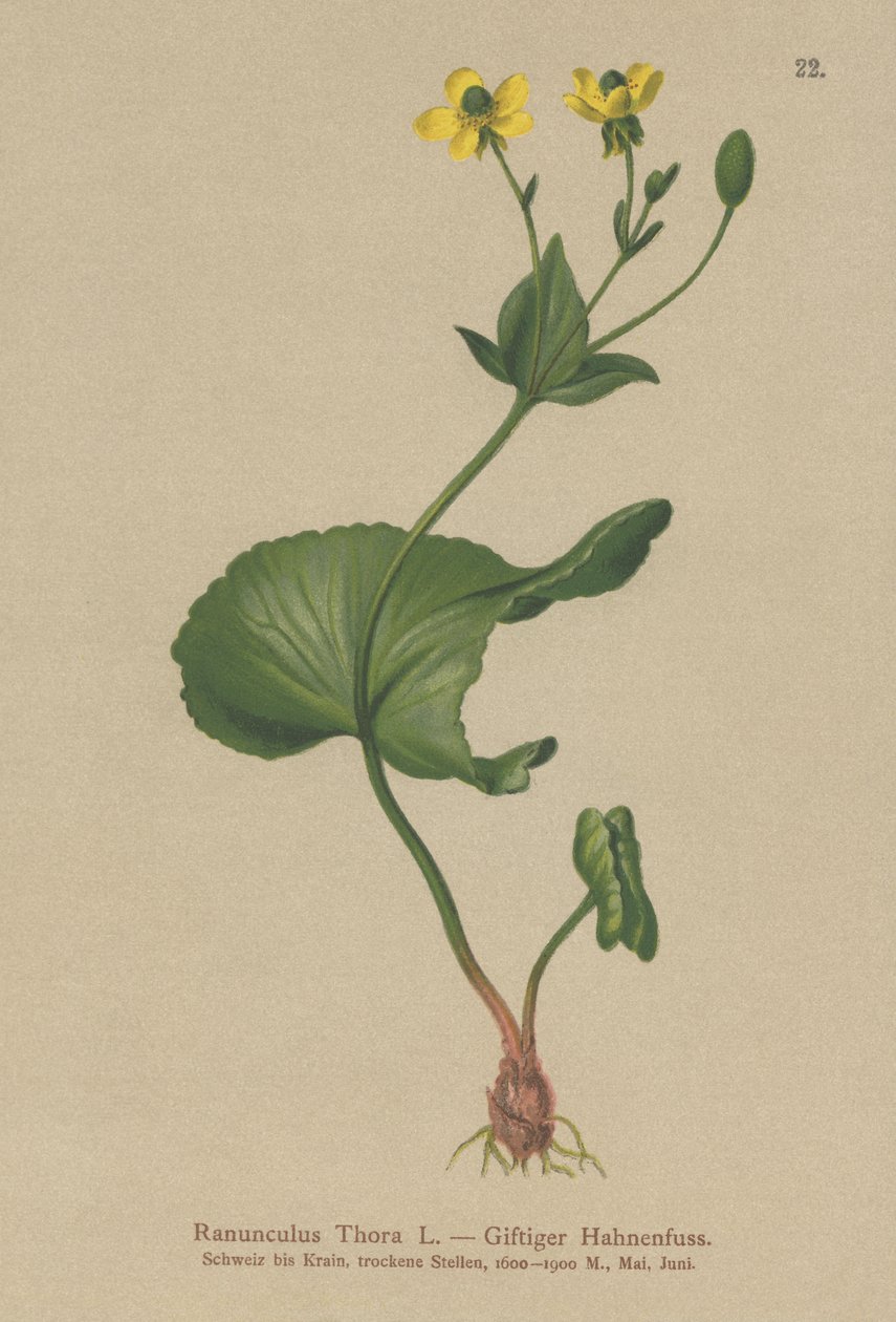 Thora smørblomst (Ranunculus Thora) av German School