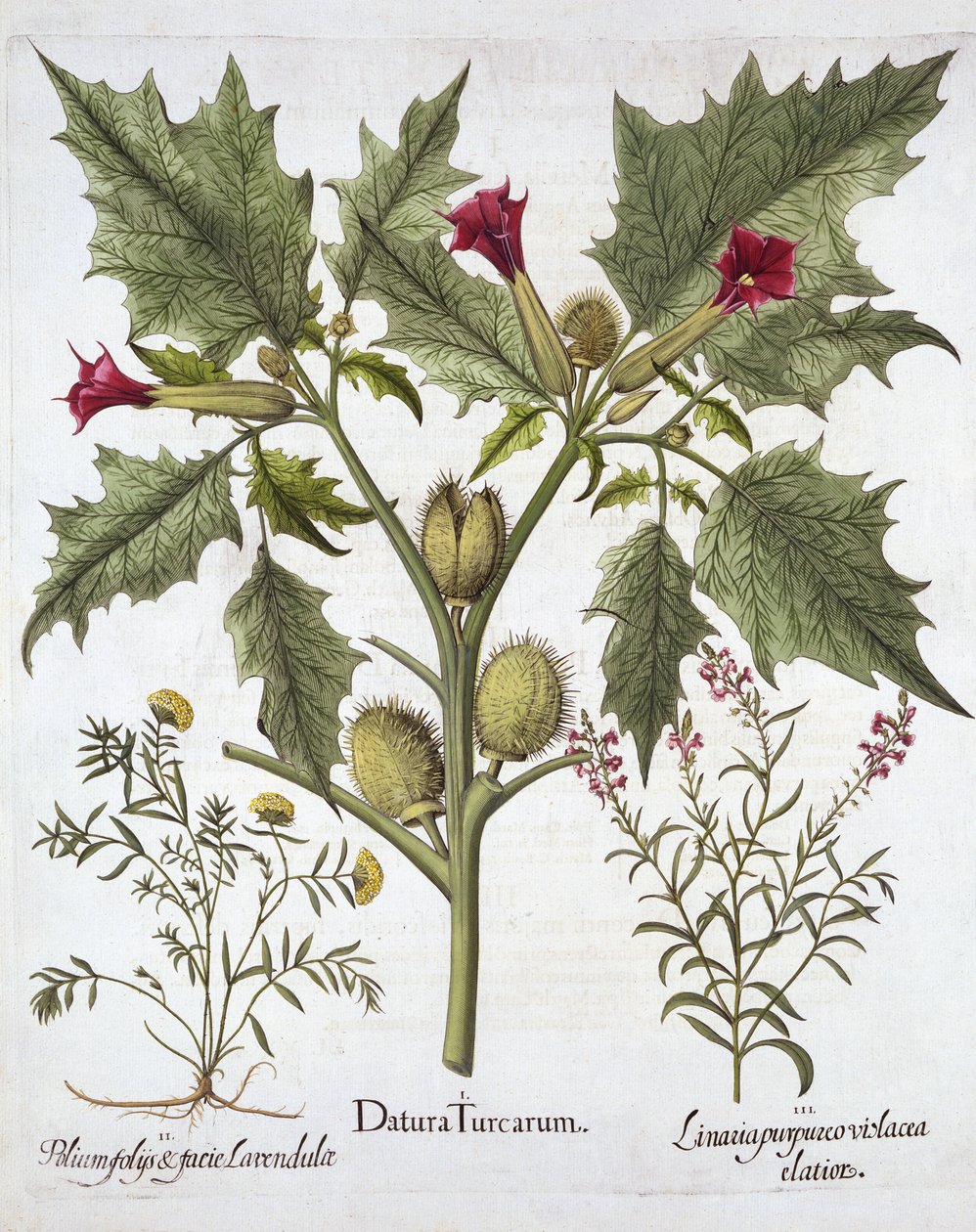 Thorn Apple, Germander og Purple Toadflax, fra Hortus Eystettensis, av Basil Besler (1561-1629), pub. 1613 (håndfarget gravering) av German School