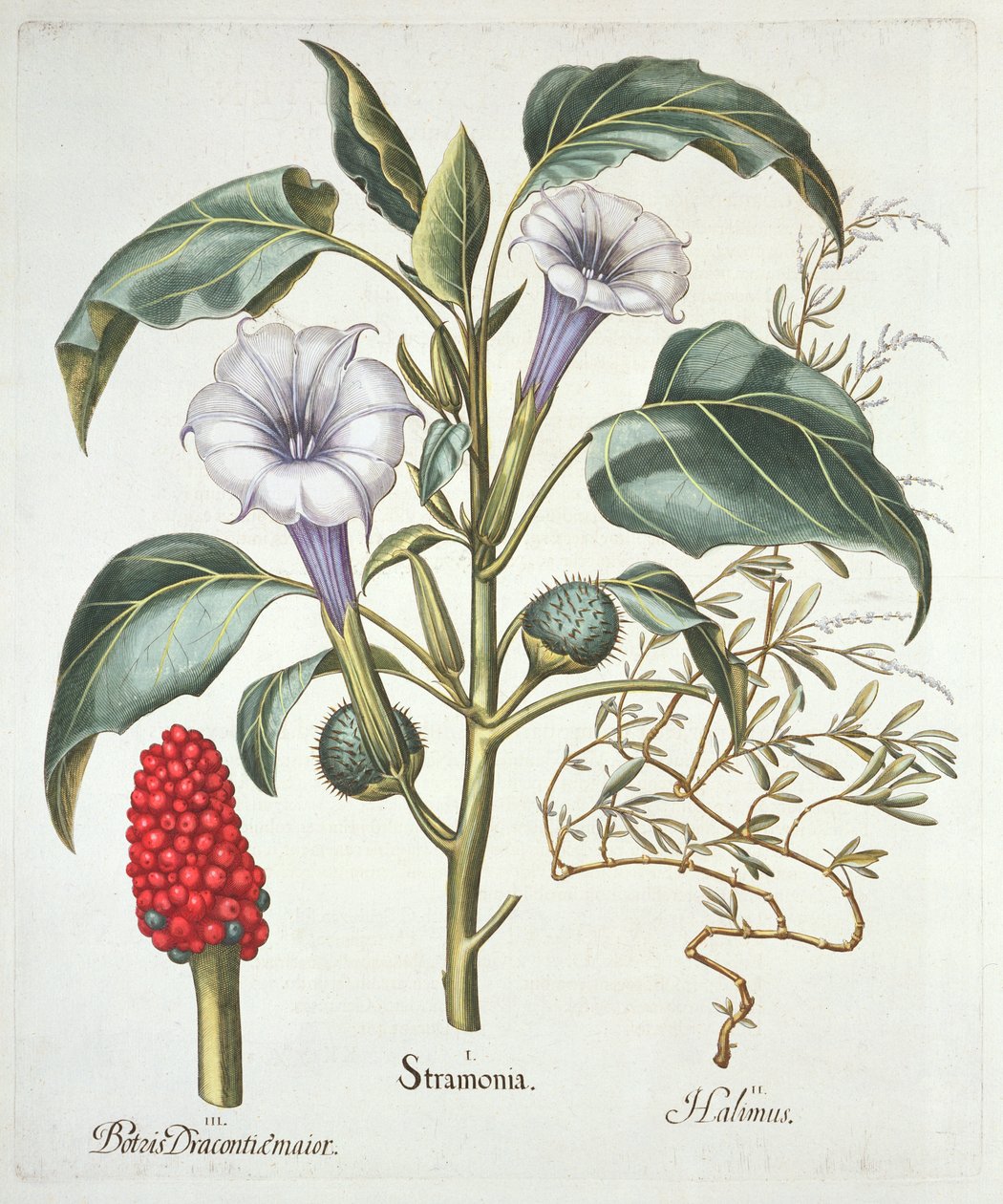 Thorn Apple, fra Hortus Eystettensis av Basil Besler (1561-1629), pub. 1613 (håndfarget gravering) av German School
