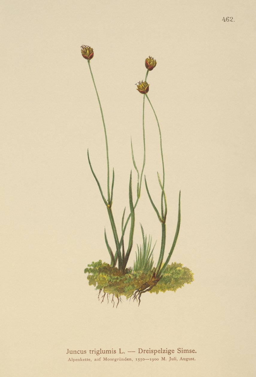 Treskrogs Rush (Juncus triglumis) av German School
