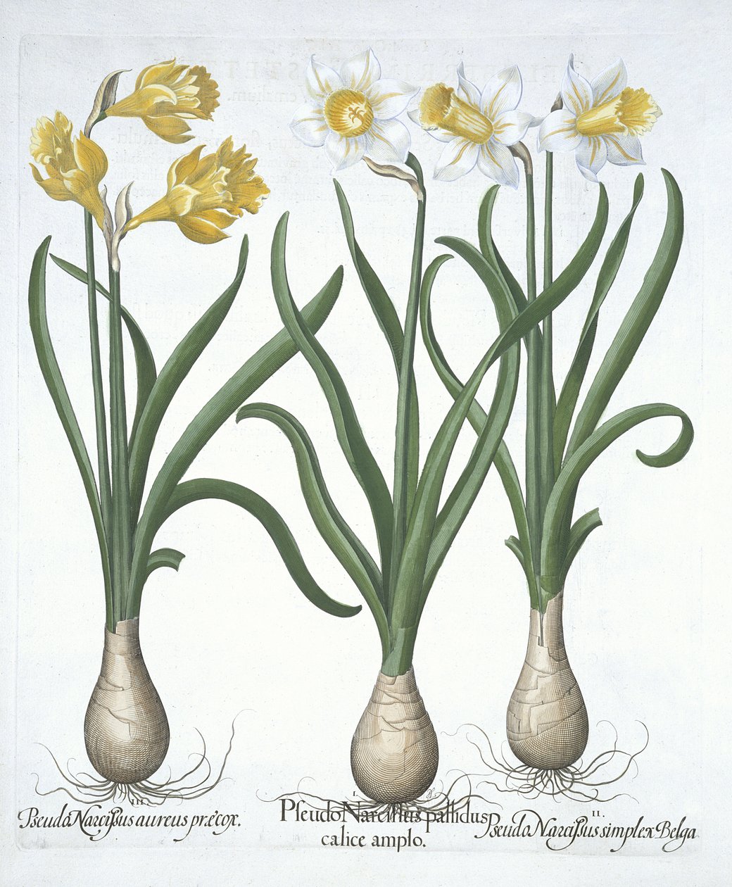 Three Pseudo-Narcissi, fra Hortus Eystettensis, av Basil Besler (1561-1629) pub. 1613 (håndfarget gravering) av German School