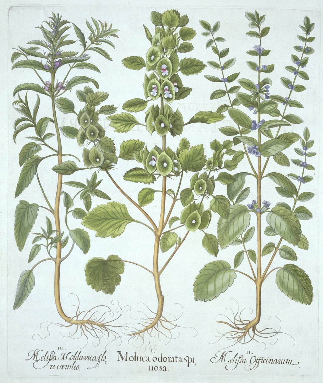 Tre typer balsam, fra Hortus Eystettensis, av Basil Besler (1561-1629), pub. 1613 (håndfarget gravering) av German School