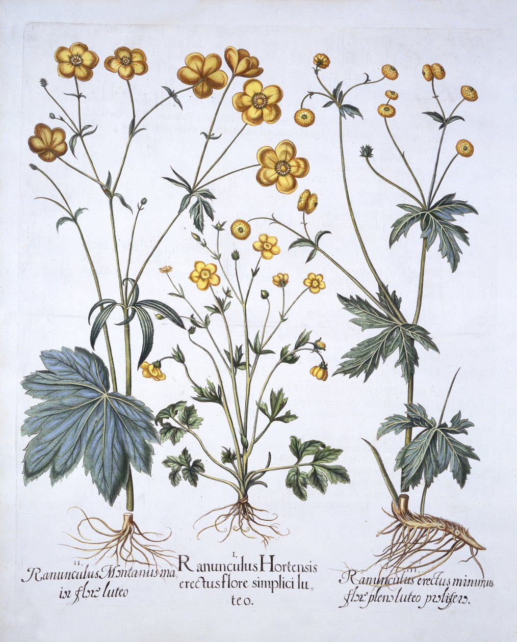Tre varianter av smørblomst, fra Hortus Eystettensis, av Basil Besler (1561-1629), pub. 1613 (håndfarget gravering) av German School
