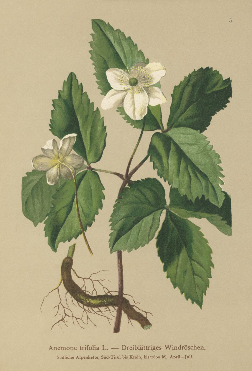 Trebladet anemone (Anemone trifolia) av German School