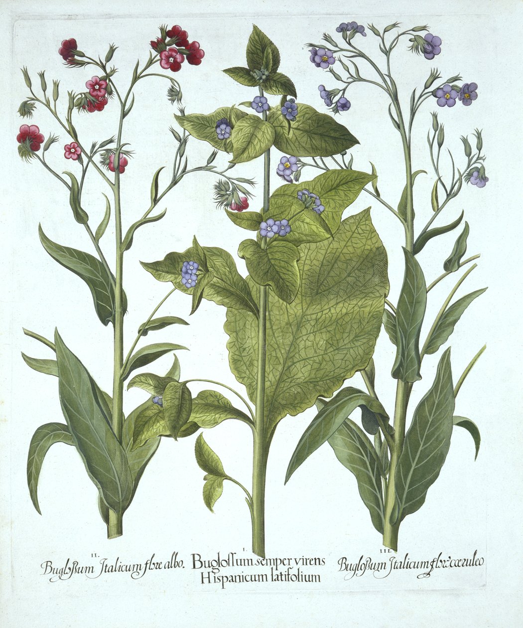 Tre varianter av Bugloss, fra Hortus Eystettensis, av Basil Besler (1561-1629), pub. 1613 (håndfarget gravering) av German School