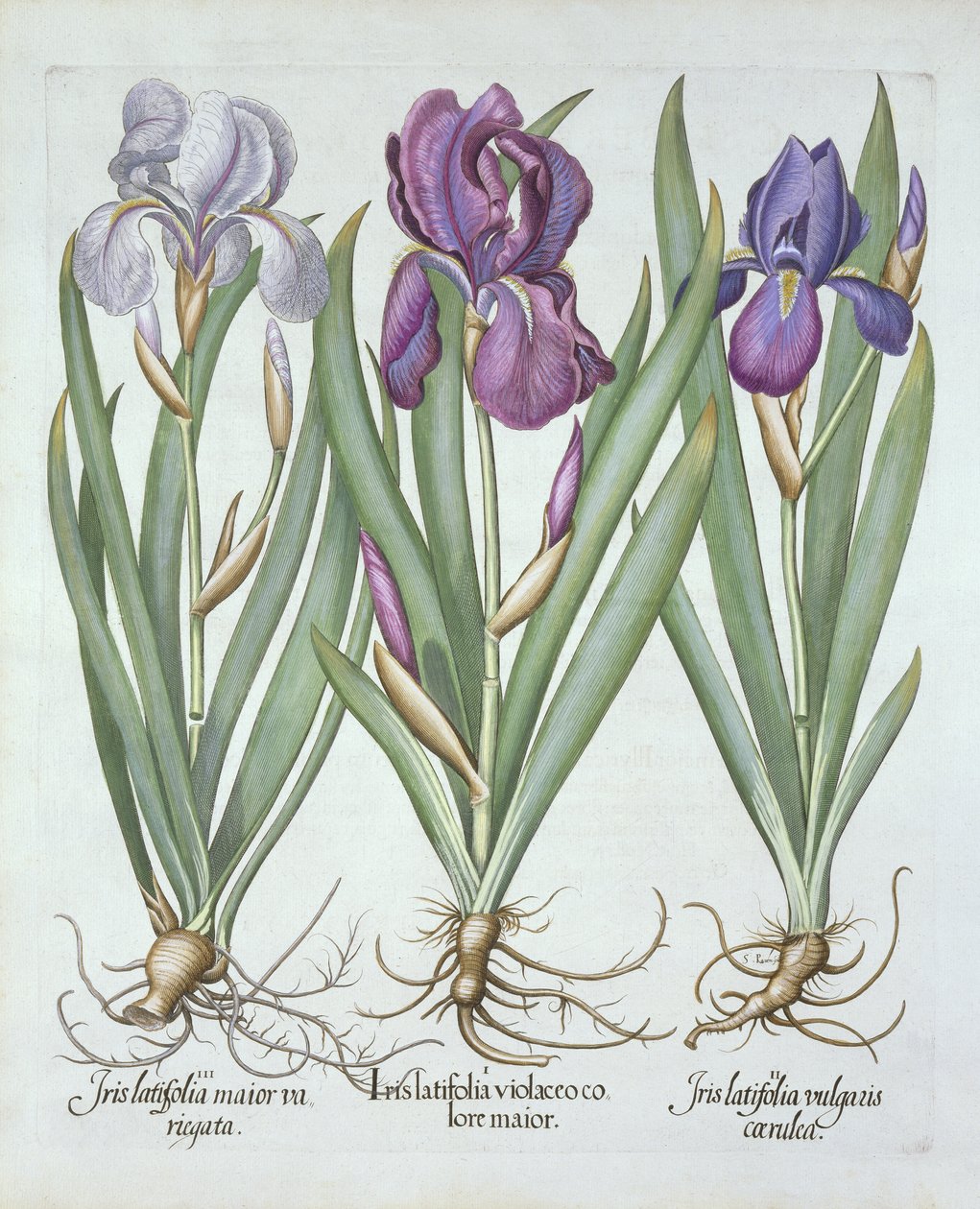 Tre varianter av rhizomatous skjeggete iris, fra Hortus Eystettensis, av Basil Besler (1561-1629) pub. 1613 av German School