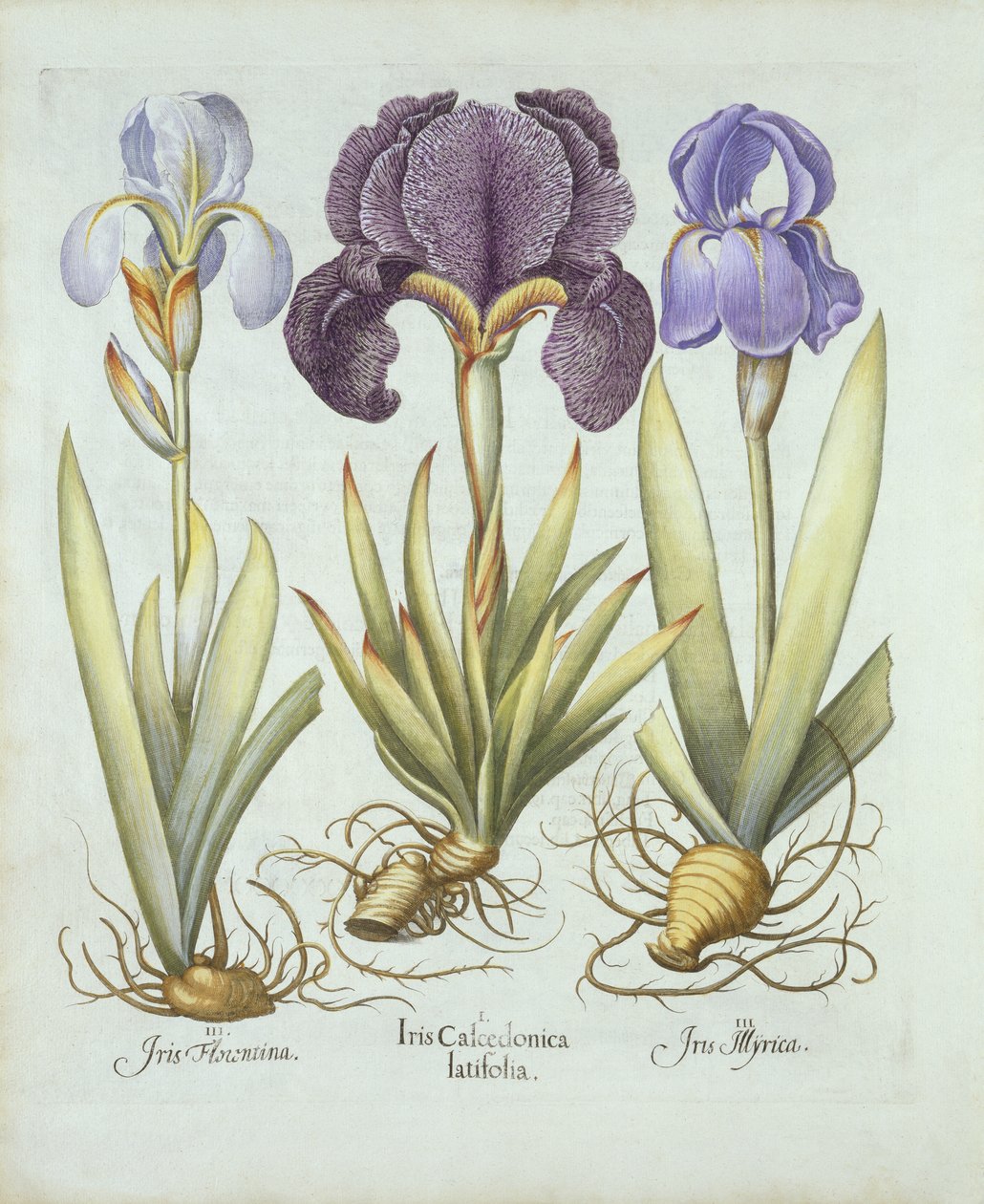 Tre varianter av rhizomatøse skjeggløse iris, fra Hortus Eystettensis, av Basil Besler (1561-1629) pub. 1613 (håndfarget gravering) av German School