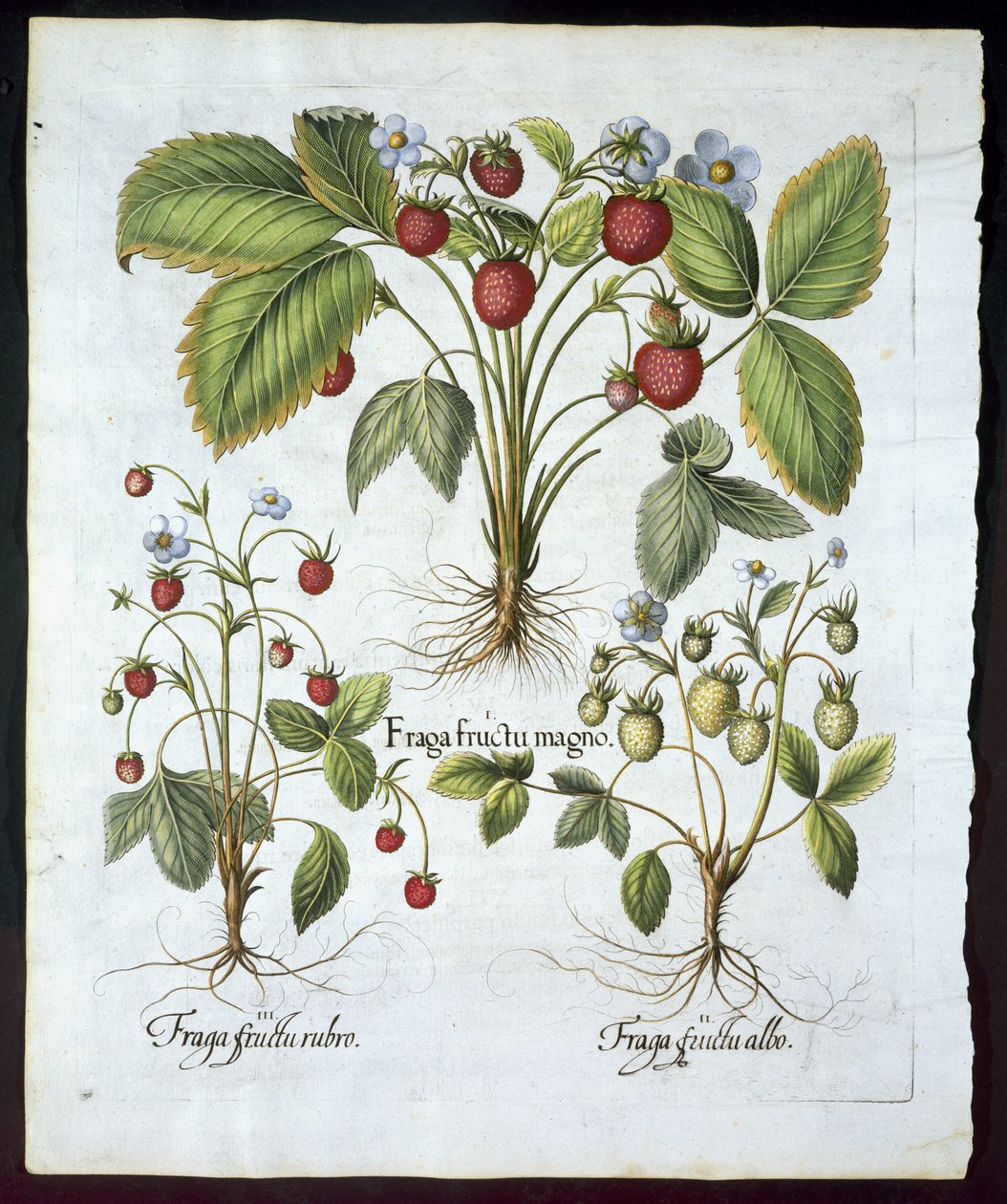 Tre varianter av jordbær, tallerken 116, fra Hortus Eystettensis av Basil Besler (1561-1629) pub i 1613 (håndfarget gravering) av German School