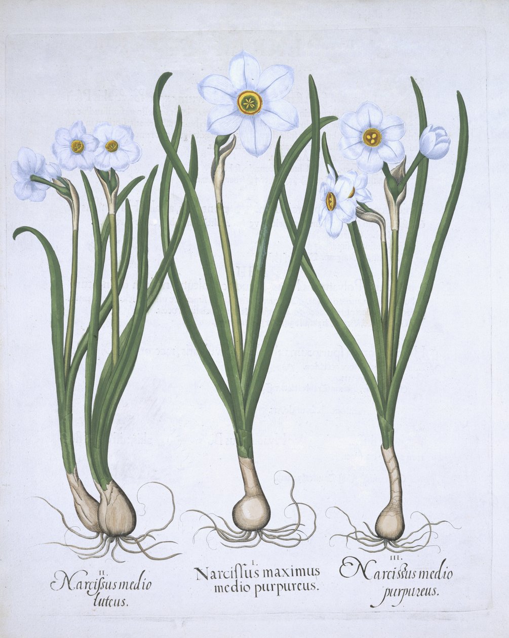 Tre hvite Narcissi, fra Hortus Eystettensis, av Basil Besler (1561-1629) pub. 1613 (håndfarget gravering) av German School