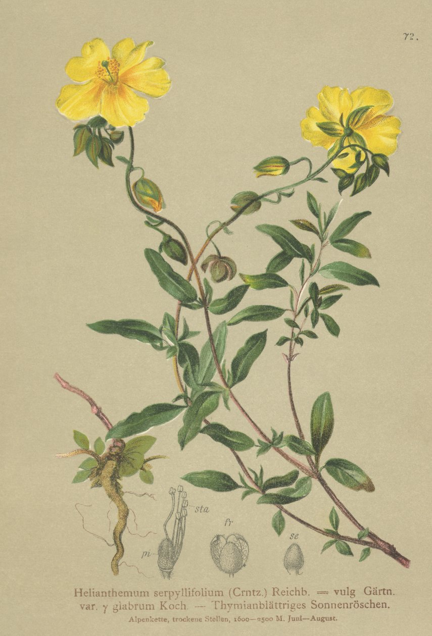 Timianbladet steinrose (Helianthemum grandiflorum, Helianthemum serpyllifolium, Helianthemum vulgaris) av German School
