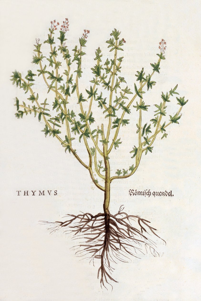 Thymus [timian], illustrasjon fra De historia stirpium commentarii insignes av Leonhard Fuchs, utgitt 1542 (farget tresnitt) av German School