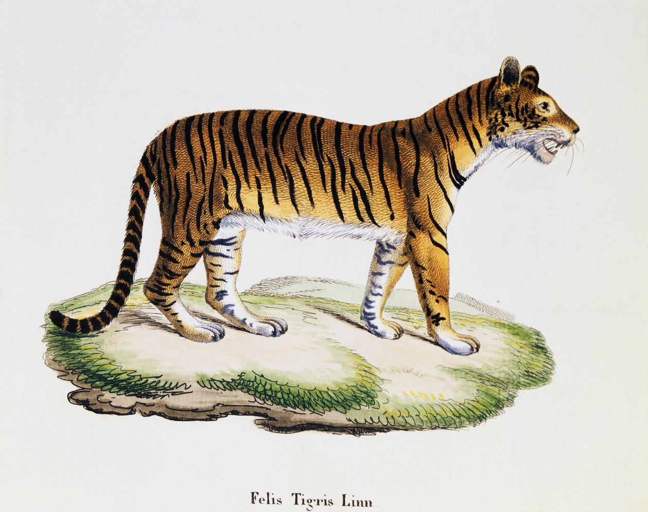 Tiger (Felis tigris), fra Pattedyr illustrert fra Nature med beskrivelser, av Johann Christian Daniel von Schreber (1739-1810), gravering av IC Bock etter tegning av A Fleischmann, bind 3, tabell 98 A, Tyskland av German School