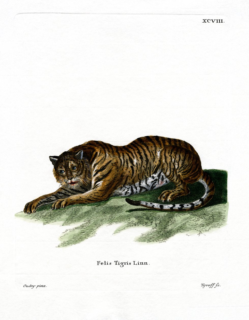 Tiger (farget gravering) av German School