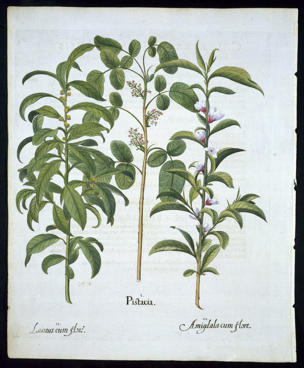 Tittel: Pistachio Nut, Bay Tree (Laurus Nobilis) and Almond, plate 6 fra Hortus Eystettensis av Basil Besler (1561 - 1629) pub 1613 (håndfarget gravering) av German School
