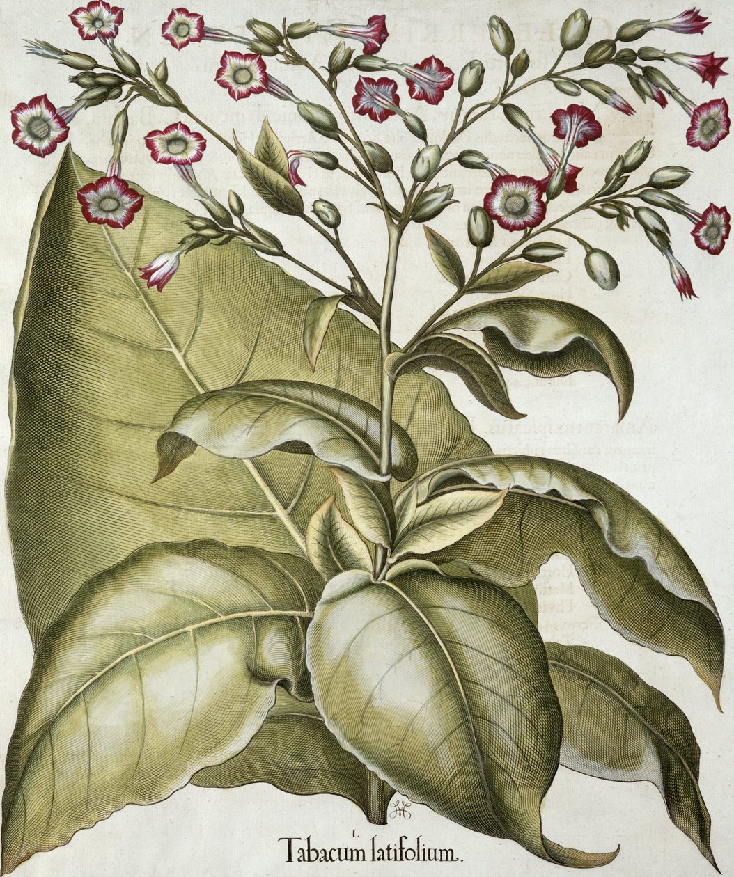Tobakksplante, fra Hortus Eystettensis av Basil Besler (1561-1629), pub. 1613 (håndfarget gravering) av German School