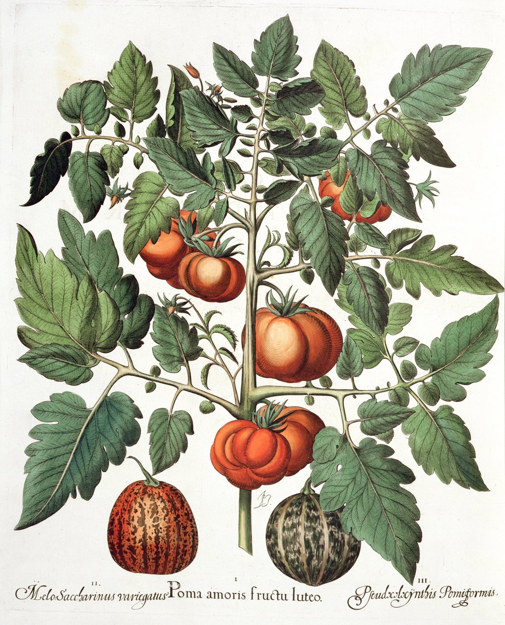Tomater og meloner: 1. Epler av kjærlighet gul frukt; 2. Melo Saccharinus variegatus; 3. Pseudocolocynthis Pomiformis, fra Hortus Eystettensis av Basil Besler (1561-1629), pub. 1613 av German School