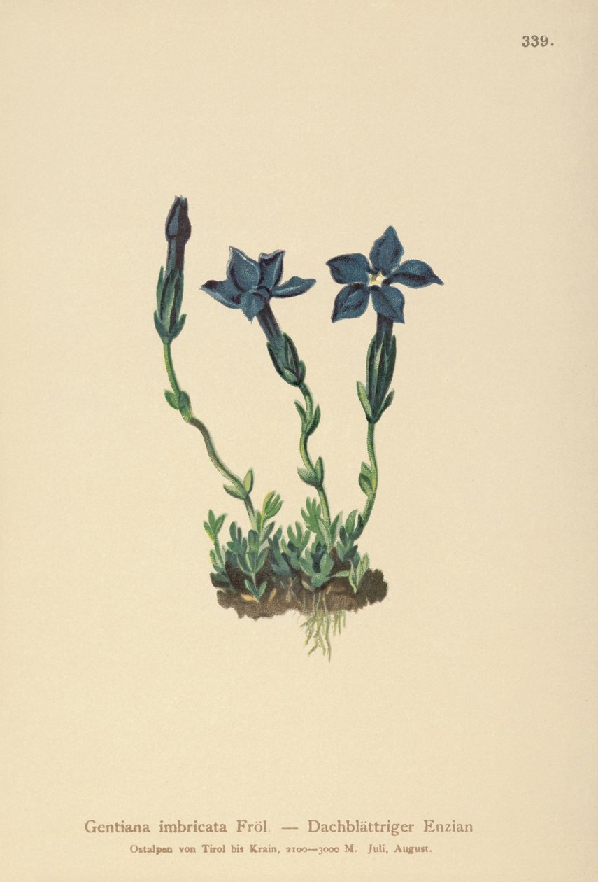 Triglav Gentian (Gentiana terglouensis, Gentiana imbricata) av German School
