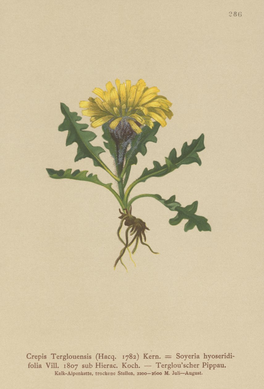Triglav Hawkbeard (Crepis Terglouensis, Soyeria hyoseridifolia sub Hierac.) av German School