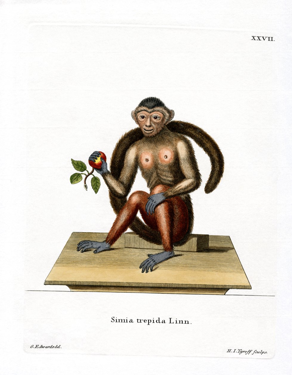 Tufted Capuchin (farget gravering) av German School
