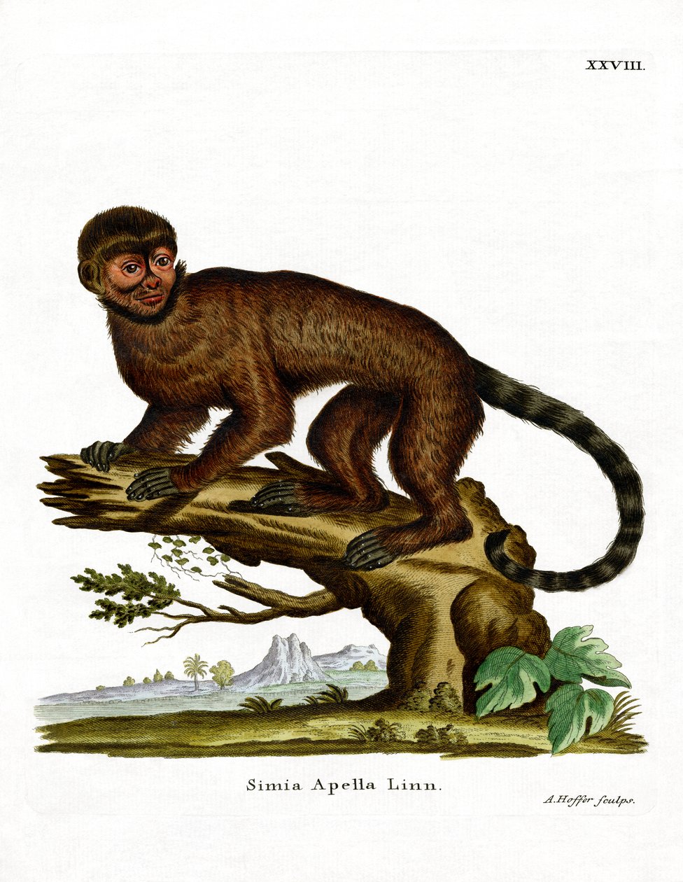 Tufted Capuchin (farget gravering) av German School
