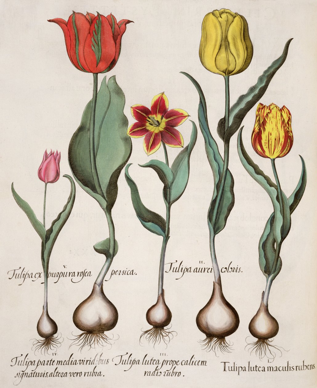 Tulipaner: 1. Tulipan gul med røde flekker; 2. Tulipanfarge 3. En gul tulipan med en rød stråle nær kalken; 4. Tulipan på den ene halvdelen med grønne signaturer, og på den andre med røde; 5. Tulipan lilla rosa fersken av German School