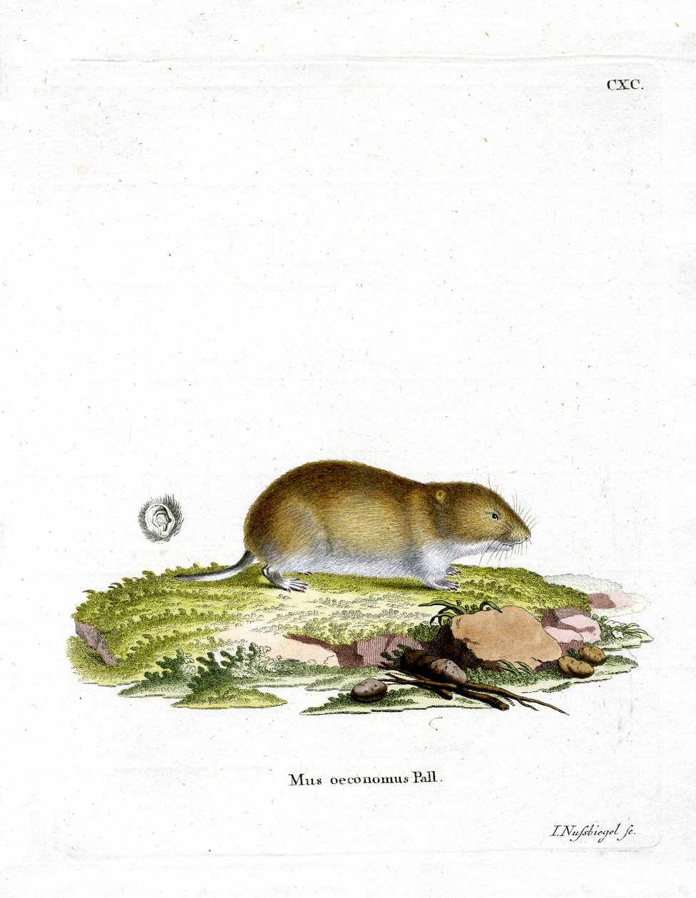 Tundra Vole (farget gravering) av German School