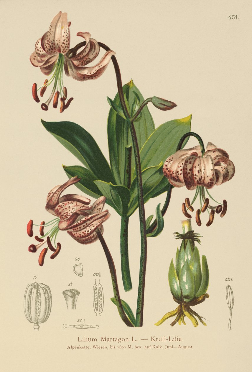 Turks Cap Lily (Lilium Martagon) av German School
