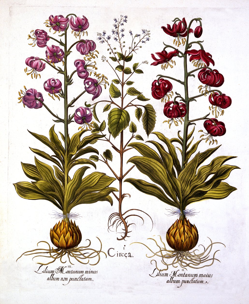 Turks Cap Lily og Enchanters Nightshade, fra Hortus Eystettensis, av Basil Besler (1561-1629), pub. 1613 (håndfarget gravering) av German School