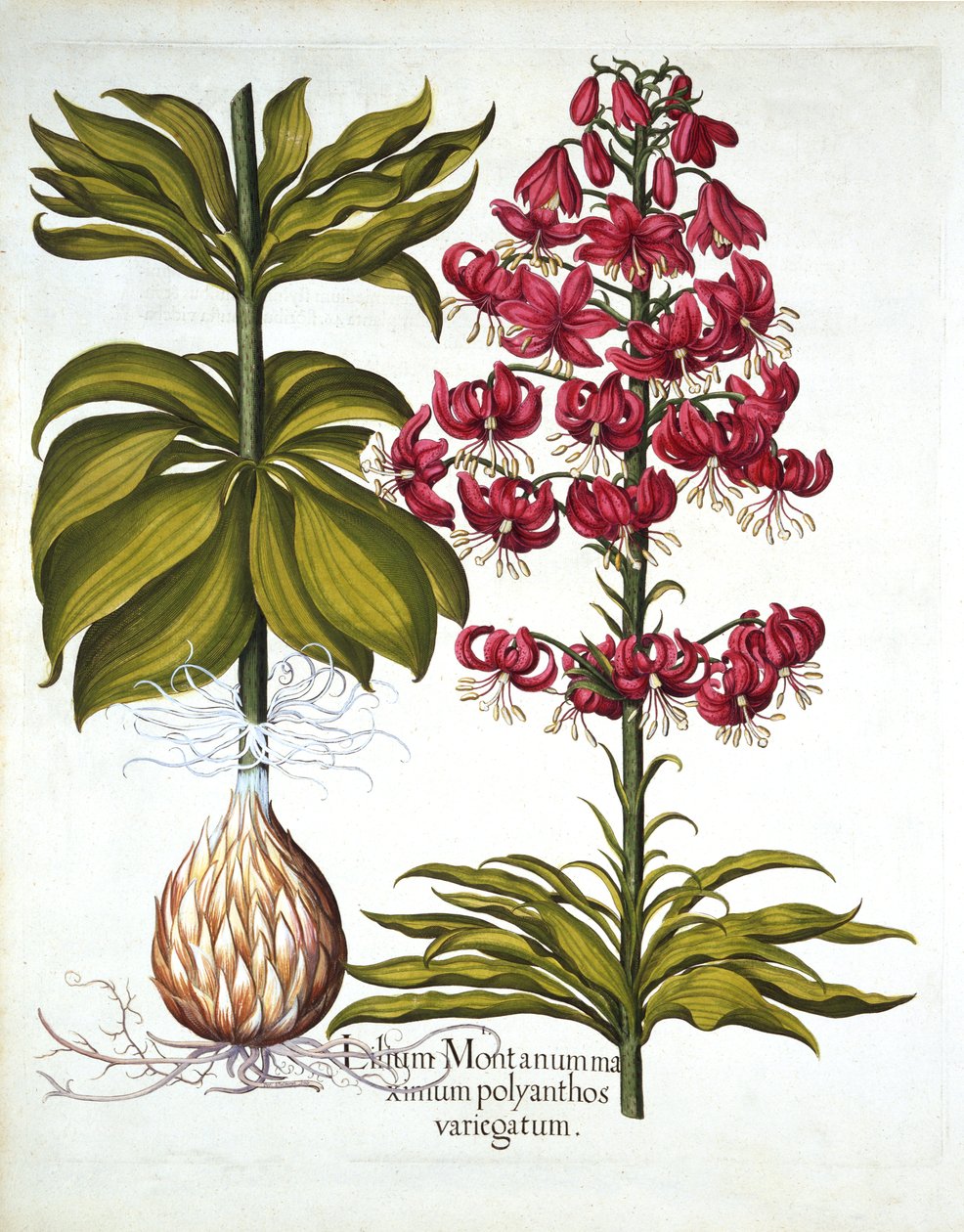 Turks Cap Lily, fra Hortus Eystettensis, av Basil Besler (1561-1629), pub. 1613 (håndfarget gravering) av German School