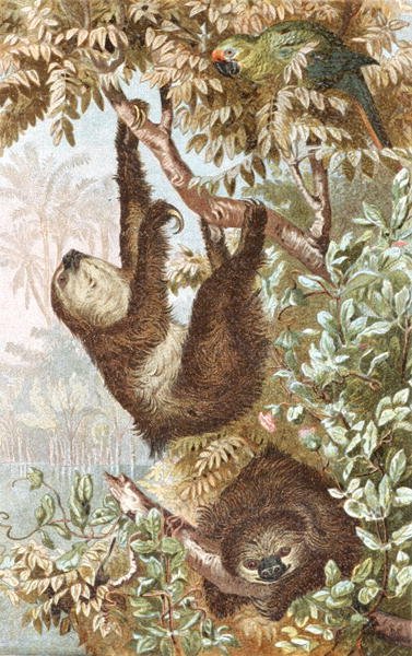 Two-Toed Sloth, plate fra "Brehms Tierleben: Allgemeine Kunde des Tierreichs", vol.2, s.646, utgitt av Bibliographisches Institut av German School
