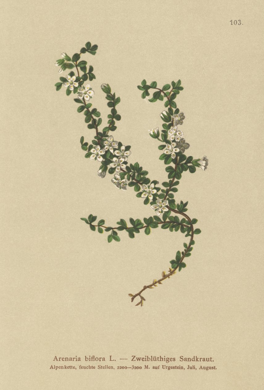 Toblomstret sandurt (Arenaria biflora) av German School