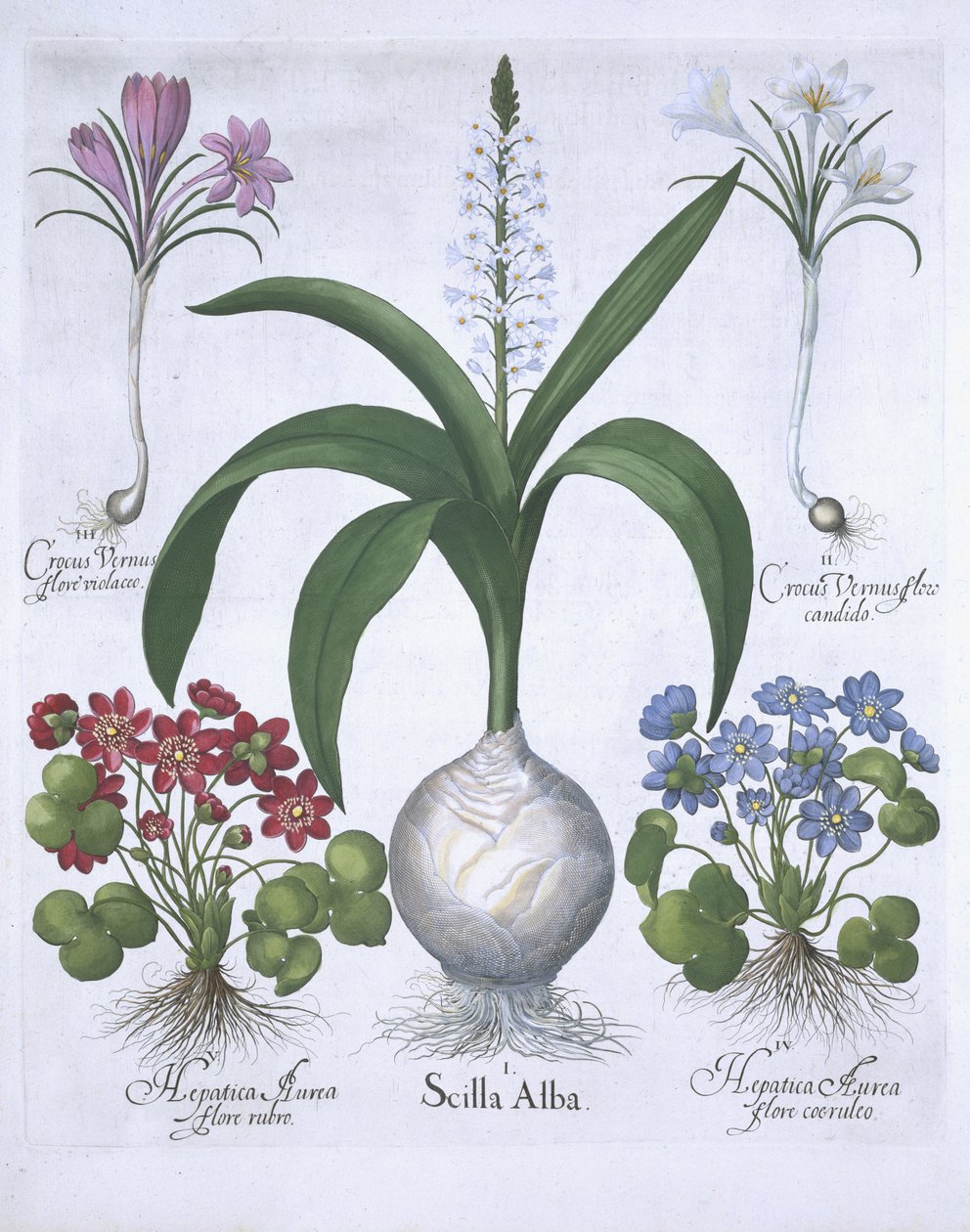 To krokus, to hepatica og en Scilla, fra Hortus Eystettensis, av Basil Besler (1561-1629) pub. 1613 (håndfarget gravering) av German School