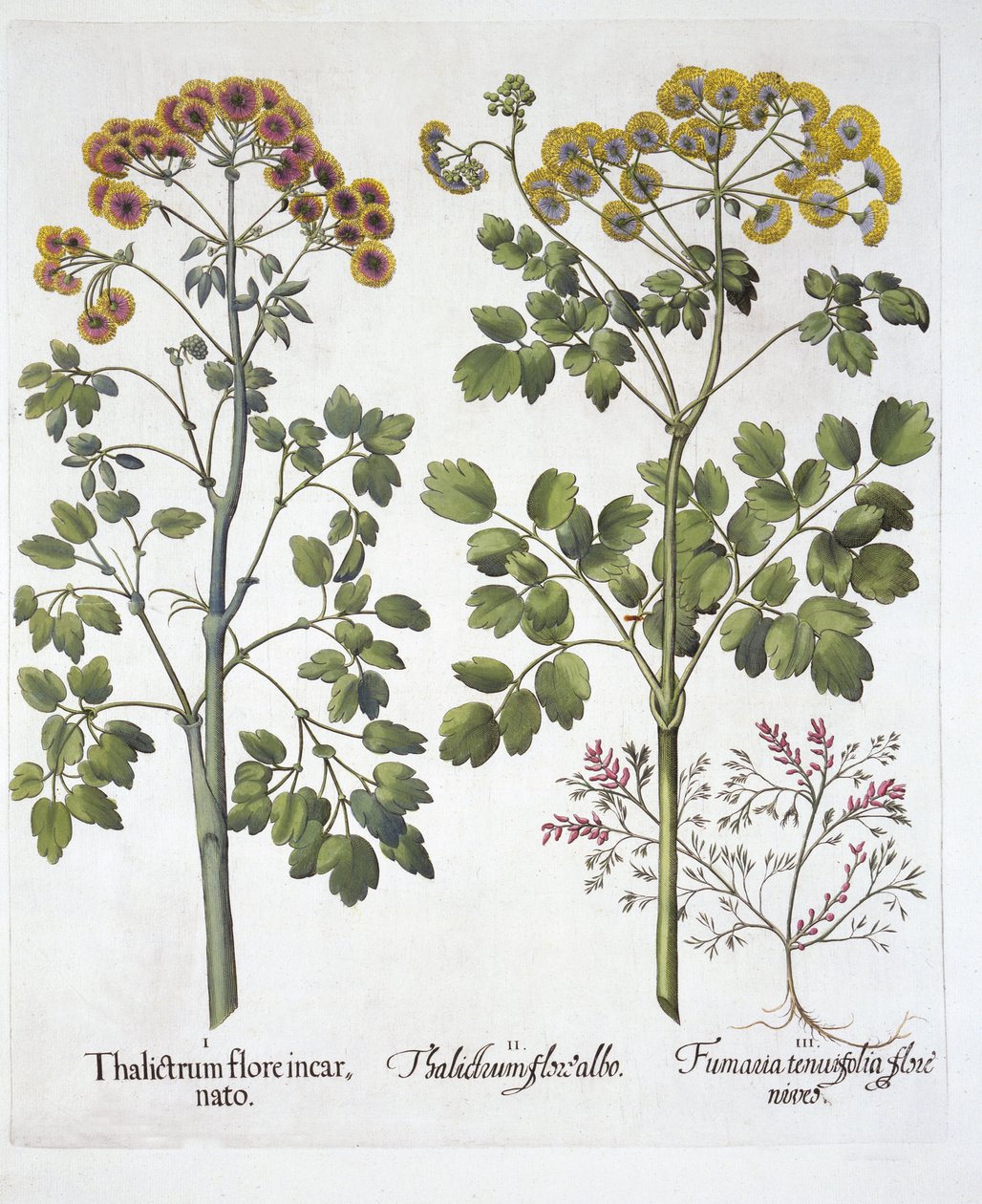 Two Kinds of Meadow Rue and Fumewort , fra Hortus Eystettensis, av Basil Besler (1561-1629), pub. 1613 (håndfarget gravering) av German School