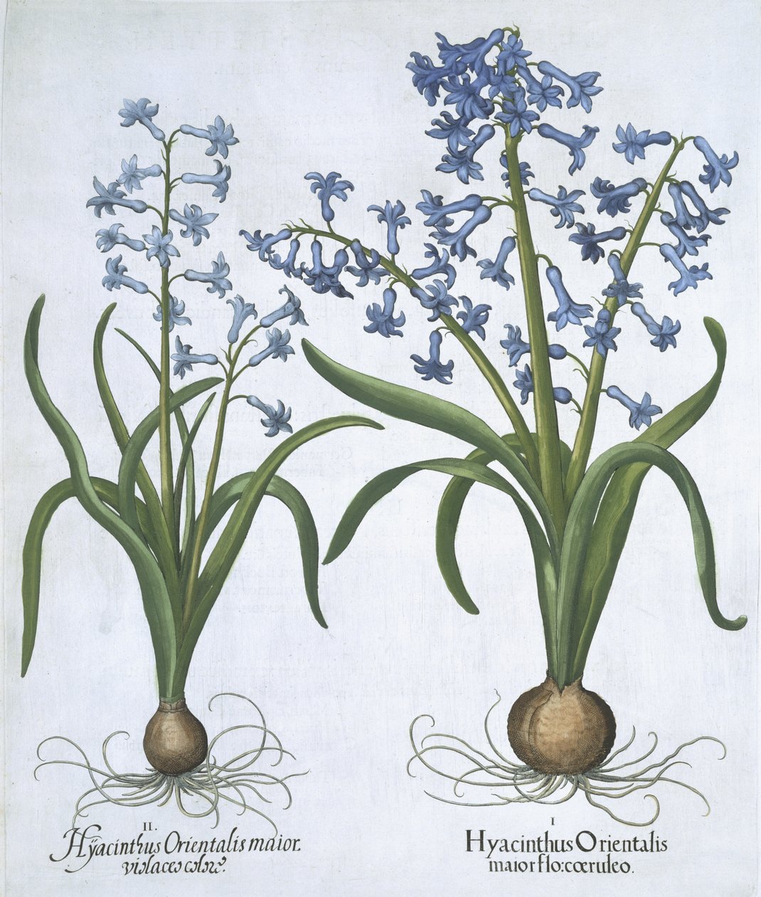 To blå hyasinter, fra Hortus Eystettensis, av Basil Besler (1561-1629) pub. 1613 (håndfarget gravering) av German School