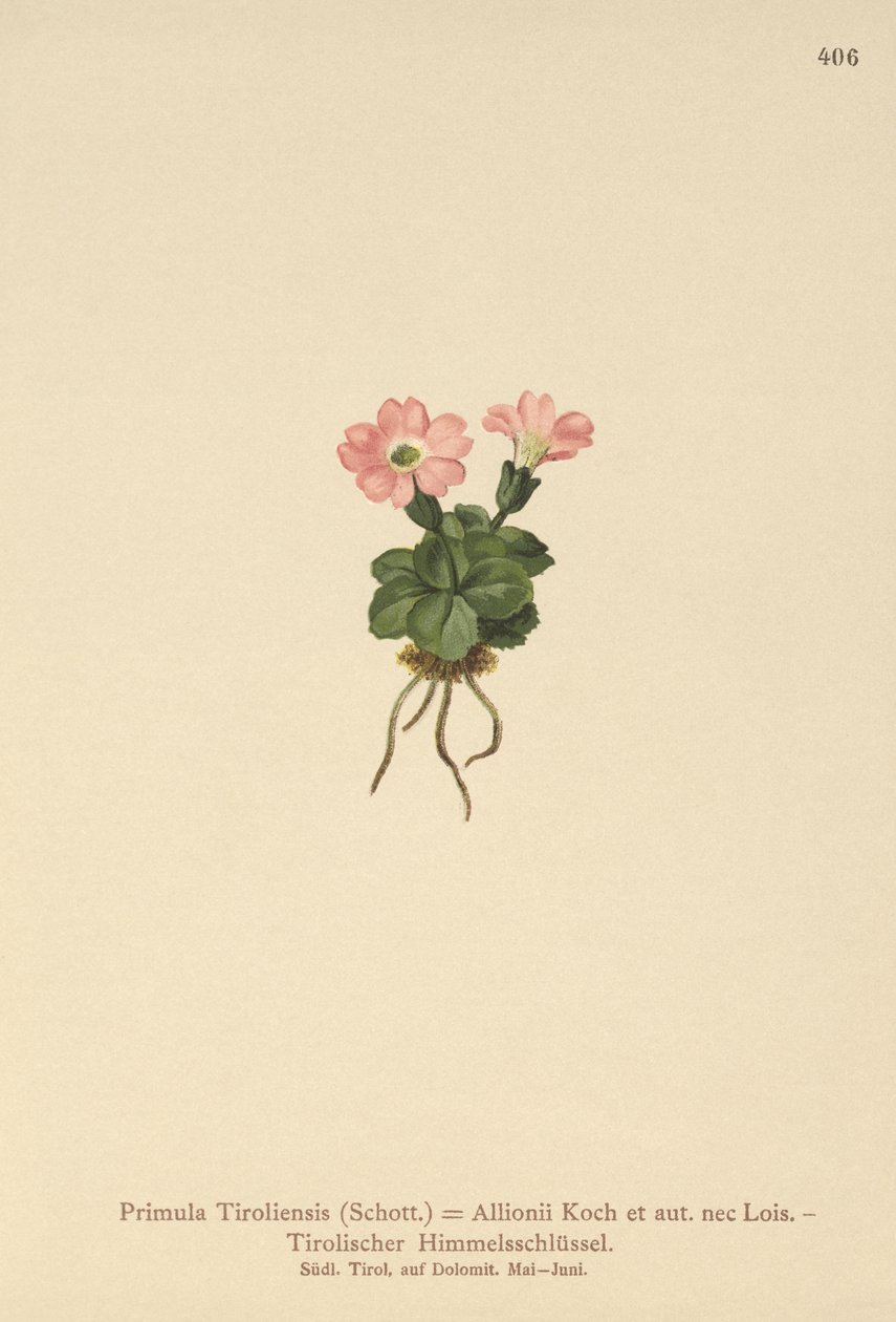 Tyroler primula (Primula tyrolensis, Primula Tirolensis, Primula Allionii) av German School