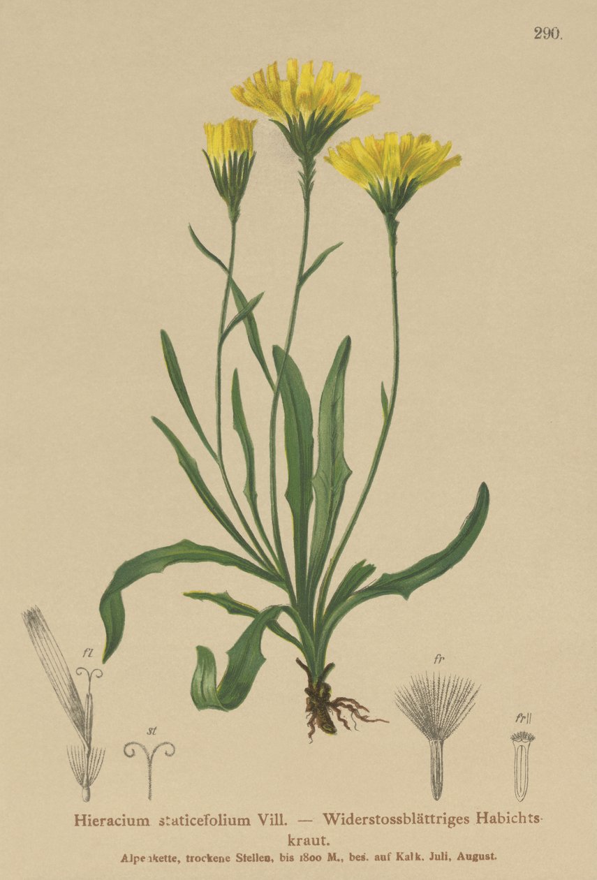 Paraplymelkeurt (Hieracium staticefolium, Hieracium staticifolium, Tolpis staticifolia, Chlorocrepis staticifolium, Chlorocrepis staticifolia) av German School
