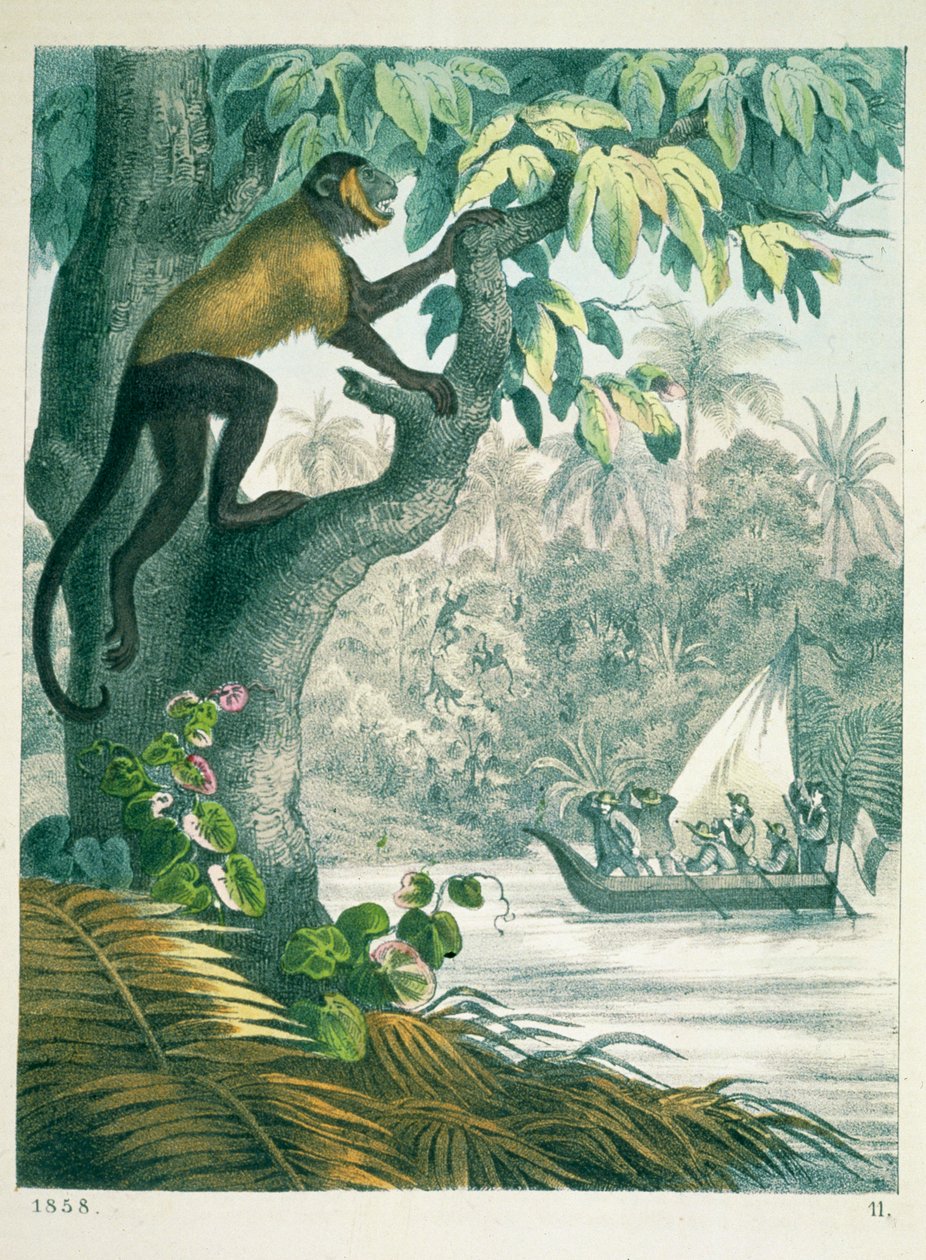 Øvre deler av Amazonas, fra The Book of the World, utgitt 1858 av German School