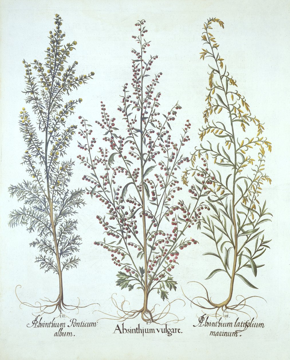 Variasjoner av malurt, fra Hortus Eystettensis, av Basil Besler (1561-1629), pub. 1613 (håndfarget gravering) av German School
