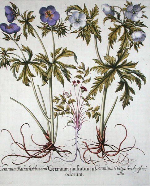 Varianter av geranium, fra 