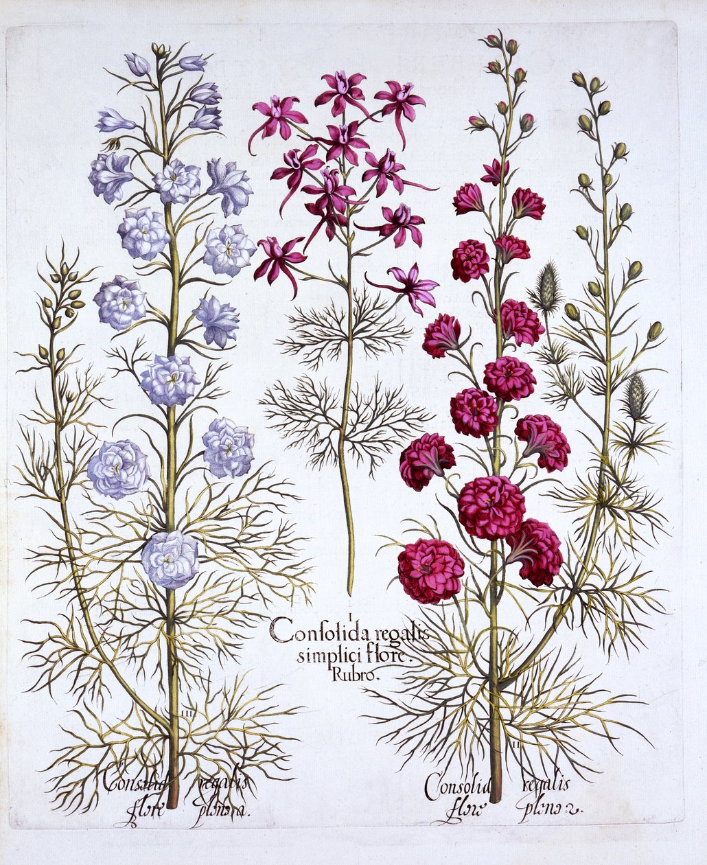 Varieties of Larkspur, fra Hortus Eystettensis, av Basil Besler (1561-1629), pub. 1613 (håndfarget gravering) av German School