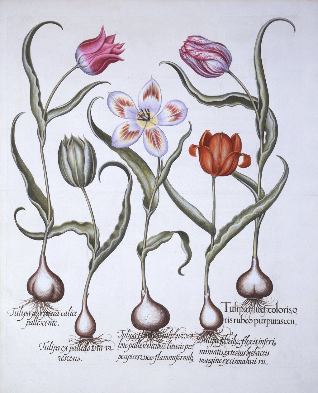 Varieties of Tulip, fra Hortus Eystettensis, av Basil Besler (1561-1629), pub. 1613 (håndfarget gravering) av German School