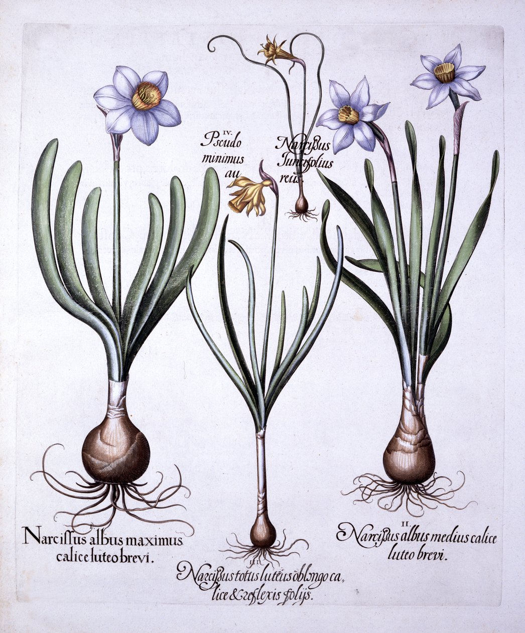 Diverse Narcissi, fra Hortus Eystettensis, av Basil Besler (1561-1629), pub. 1613 (håndfarget gravering) av German School