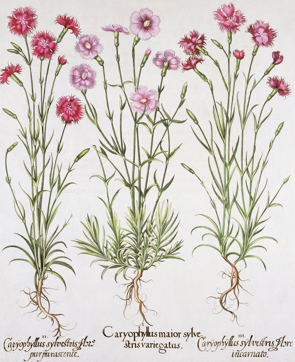 Ulike varianter av Dianthus, fra Hortus Eystettensis av Basil Besler (1561-1629), pub. 1613 (håndfarget gravering) av German School