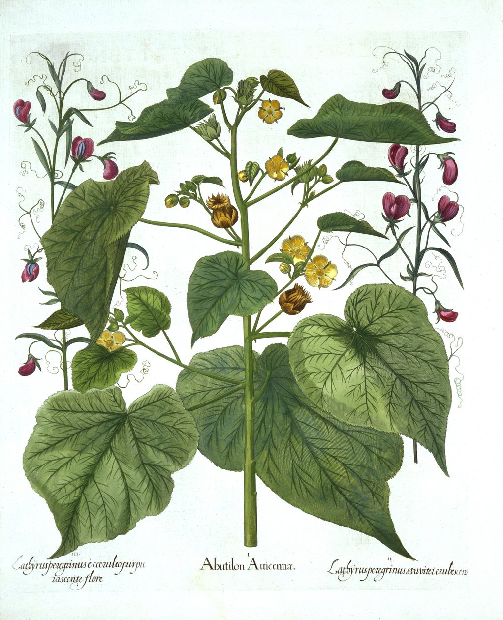 Velvetleaf and Sweet Peas, fra Hortus Eystettensis, av Basil Besler (1561-1629), pub. 1613 (håndfarget gravering) av German School