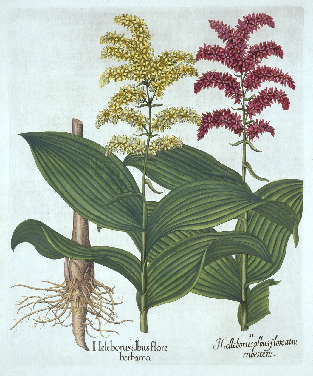 Veratrum, fra "Hortus Eystettensis", av Basil Besler av German School