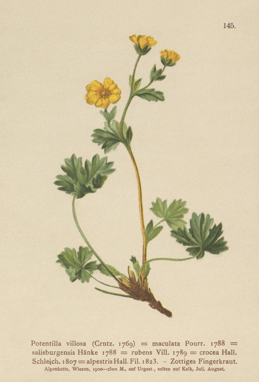 Villous Cinquefoil (Potentilla villosa, Potentilla maculata, Potentilla rubens, Potentilla crocea, Potentilla alpestris, Potentilla salisburgensis) av German School