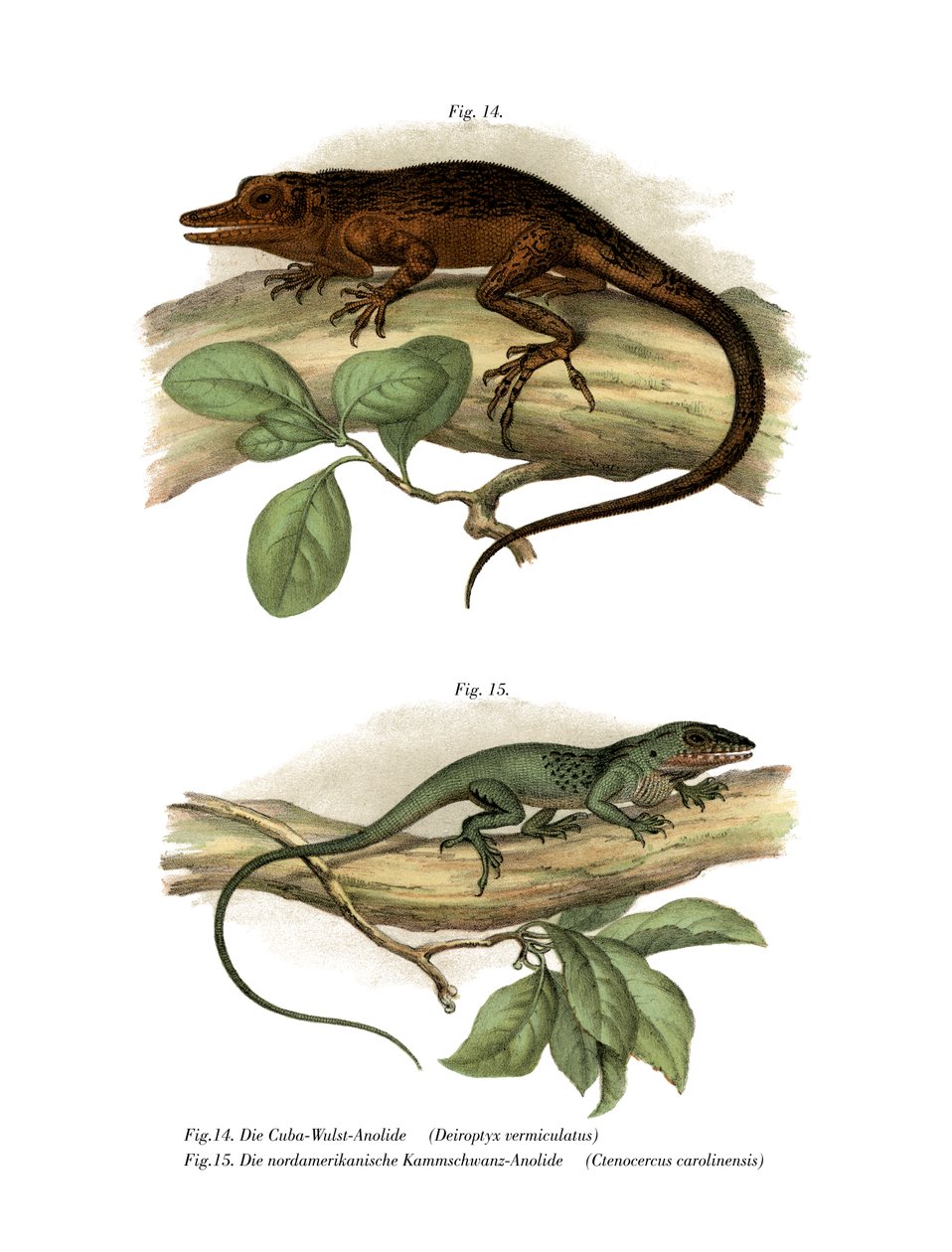 Vinales Anole (farge litho) av German School