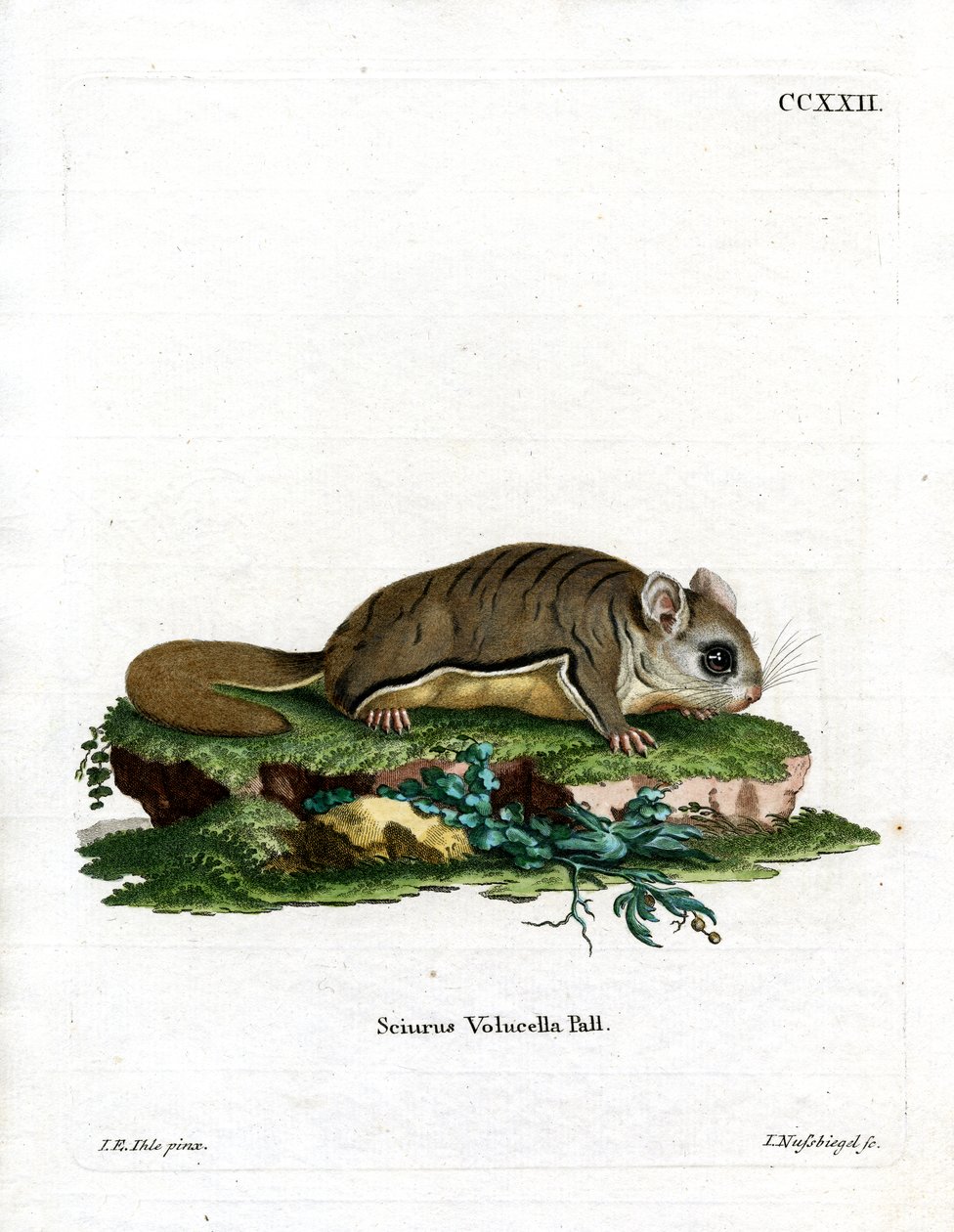 Virginian Flying Squirrel (farget gravering) av German School