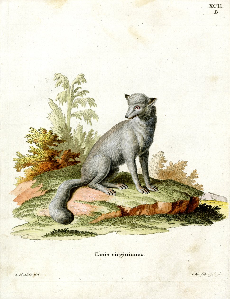 Virginian Fox (farget gravering) av German School