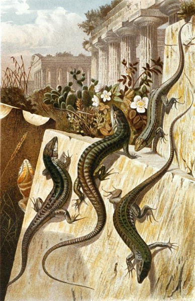 Veggøgle, tallerken fra "Brehms Tierleben: Allgemeine Kunde des Tierreichs", vol.7, s.151, utgitt av Bibliographisches Institut av German School